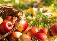 Что нужно знать, что бы яблоки долго хранились дома